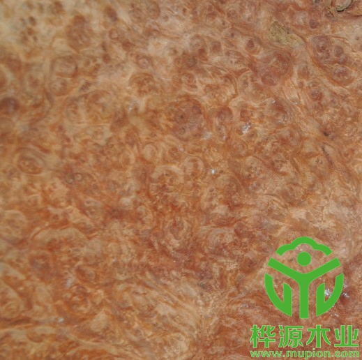 紅花樟樹(shù)榴木皮0.5mm價(jià)格實(shí)惠，高檔樹(shù)榴木皮品質(zhì)保證